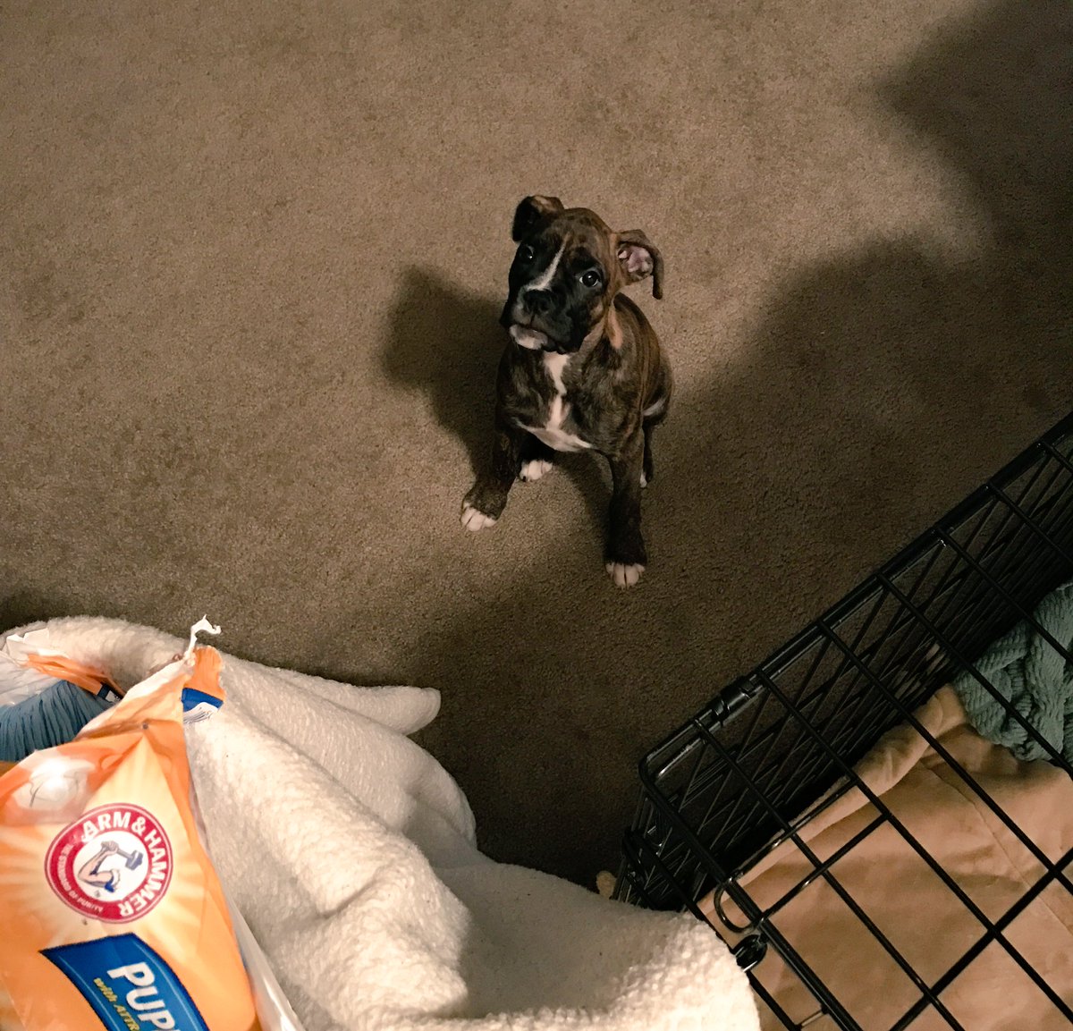 KayRae_'s tweet image. Welp. Wonder how long she was free to roam while we were at work today... 
Oh Lu.