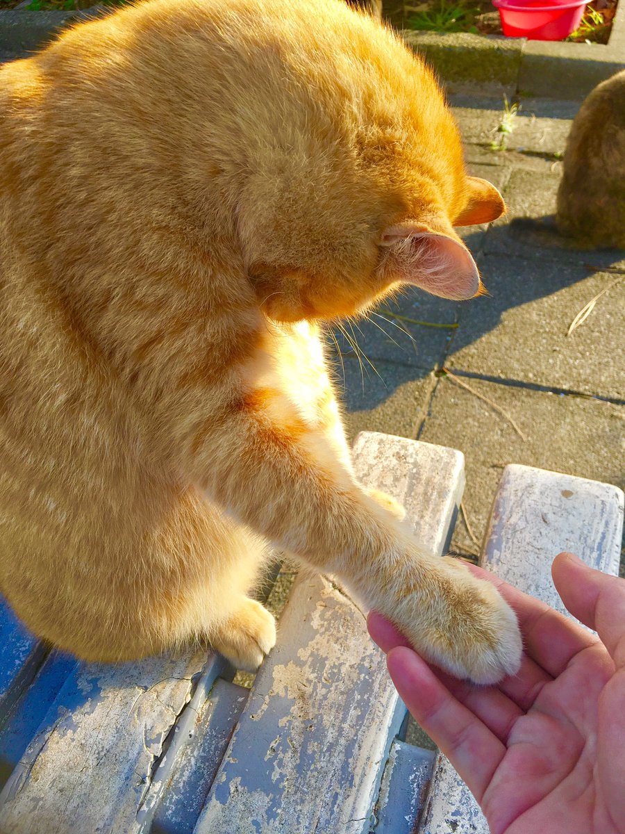 Abiru Yoshimi ごめんネ コ Fwf ゴメン猫 ごめん猫 反省猫 謝罪猫 Neko Neco Cat Nekoclub Nekoくらぶ 猫 ネコ ねこ