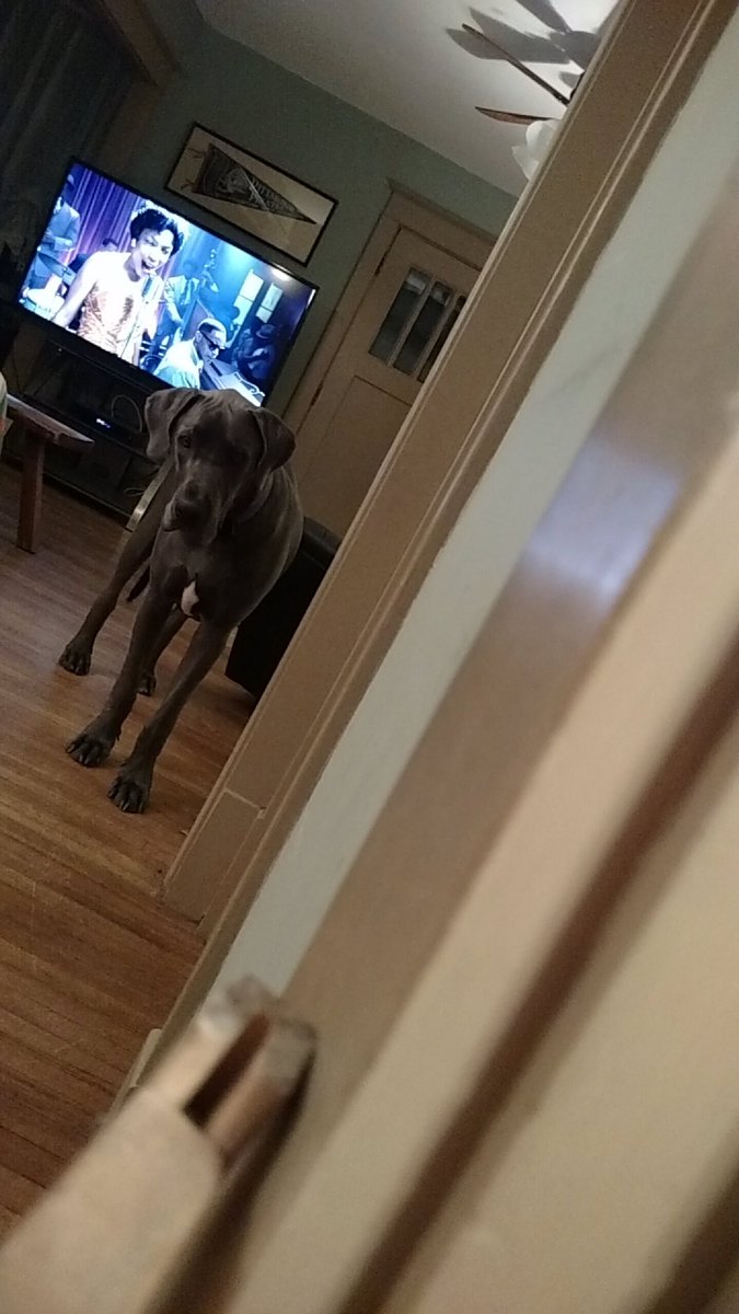 HoldenC89's tweet photo. #megazeus #bluedane #greatdane https://t.co/eJ8D77DTuw
