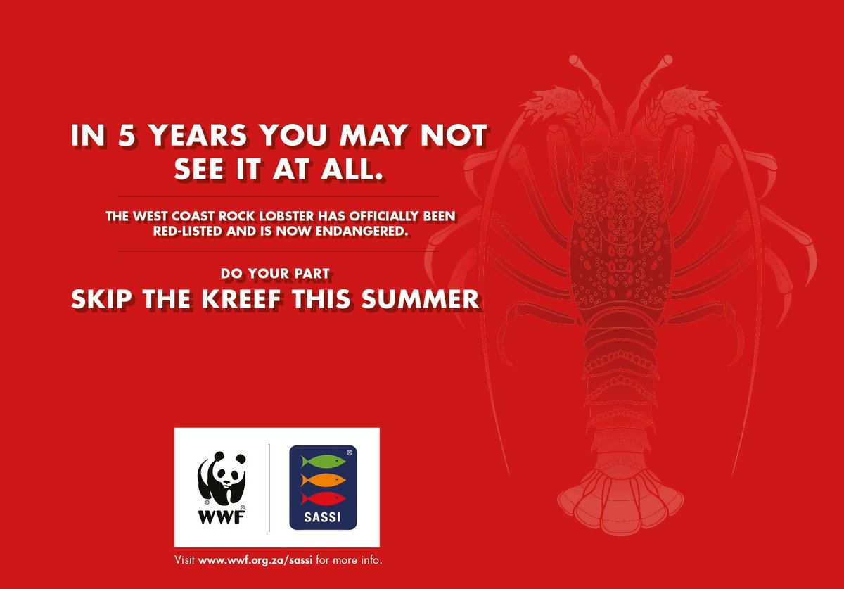 WWFSASSI's tweet photo. You know it as kreef, but soon you may not know it at all. The West Coast rock lobster is now endangered. #SkipTheKreef this summer! https://t.co/zw7hkWC0yy