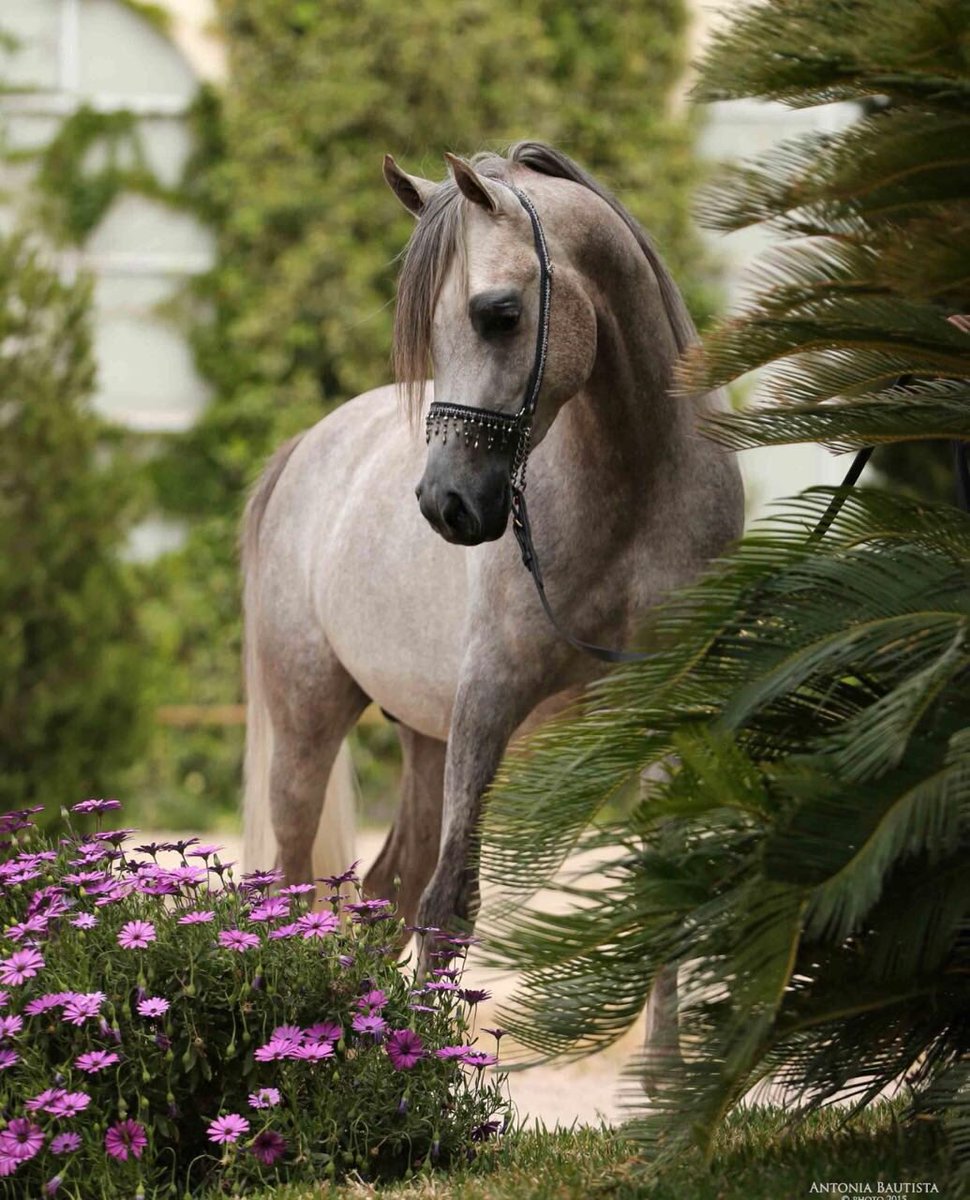 SS Bali 🙏 one of the first Arabian horses I bred myself 🙏 I love him 💖