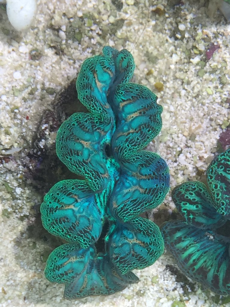 公式 Create The Sea クリエイトザシー ヒメシャコガイ ブリードヒレシャコガイ本日入荷しました ブリード ヒレシャコガイは今回が初出荷のようです 入荷直後からこの開きです 状態良好ですね 個体以上入荷していますので 明日からの3連休は