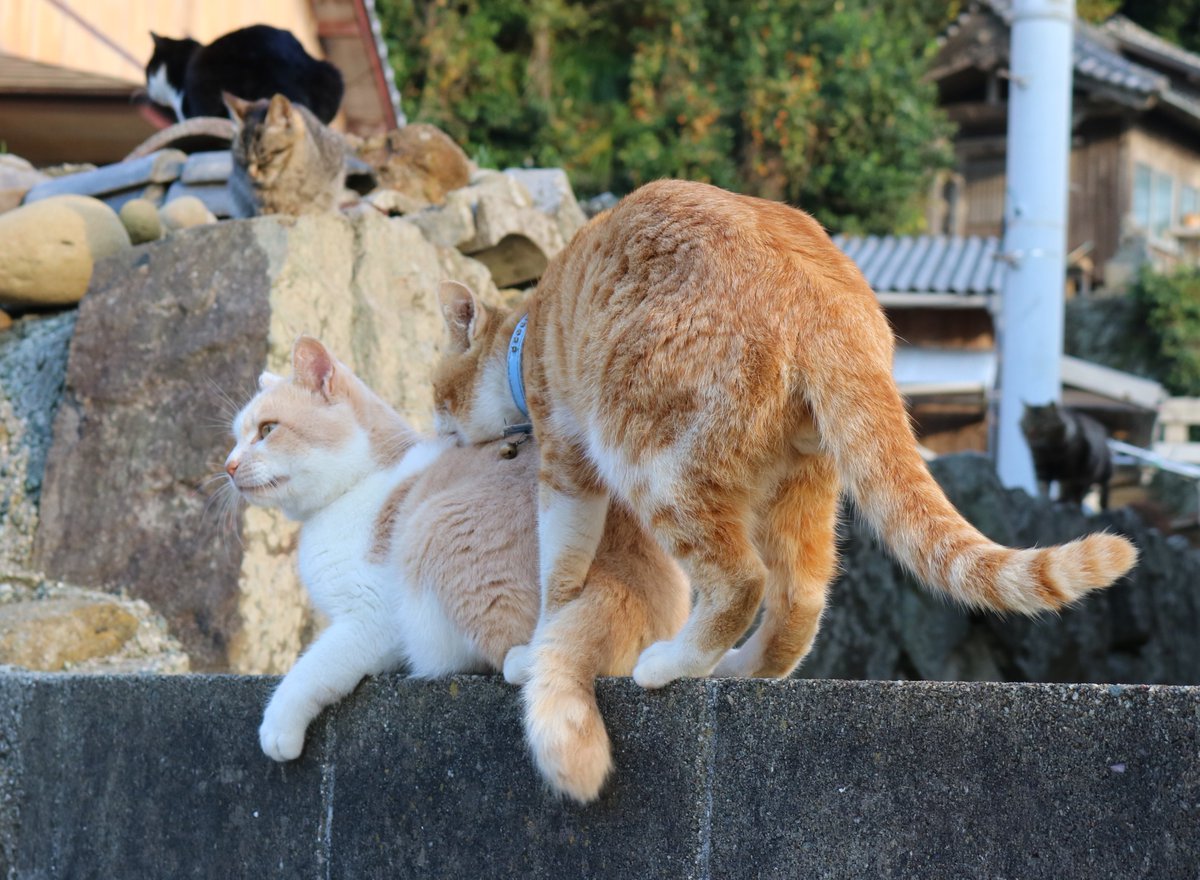 Uzivatel 猫の島 青島 Na Twitteru 青島ではメス猫の避妊手術が進みました 一方 オス猫の去勢手術が全く進んでいません オス猫同士の 恋愛ごっこ が観光客の目の前で行われます T Co Lr9mm8vwf9 若いオス猫には メス猫へのラブコールの順番が回ってき