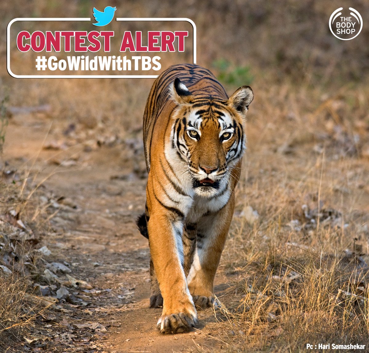 TheBodyShopIND's tweet photo. #ContestAlert: Our campaign with @WWFIndia to help save India’s wildlife is on in full swing. An interesting contest coming up in a while. https://t.co/TkrQXo3glu