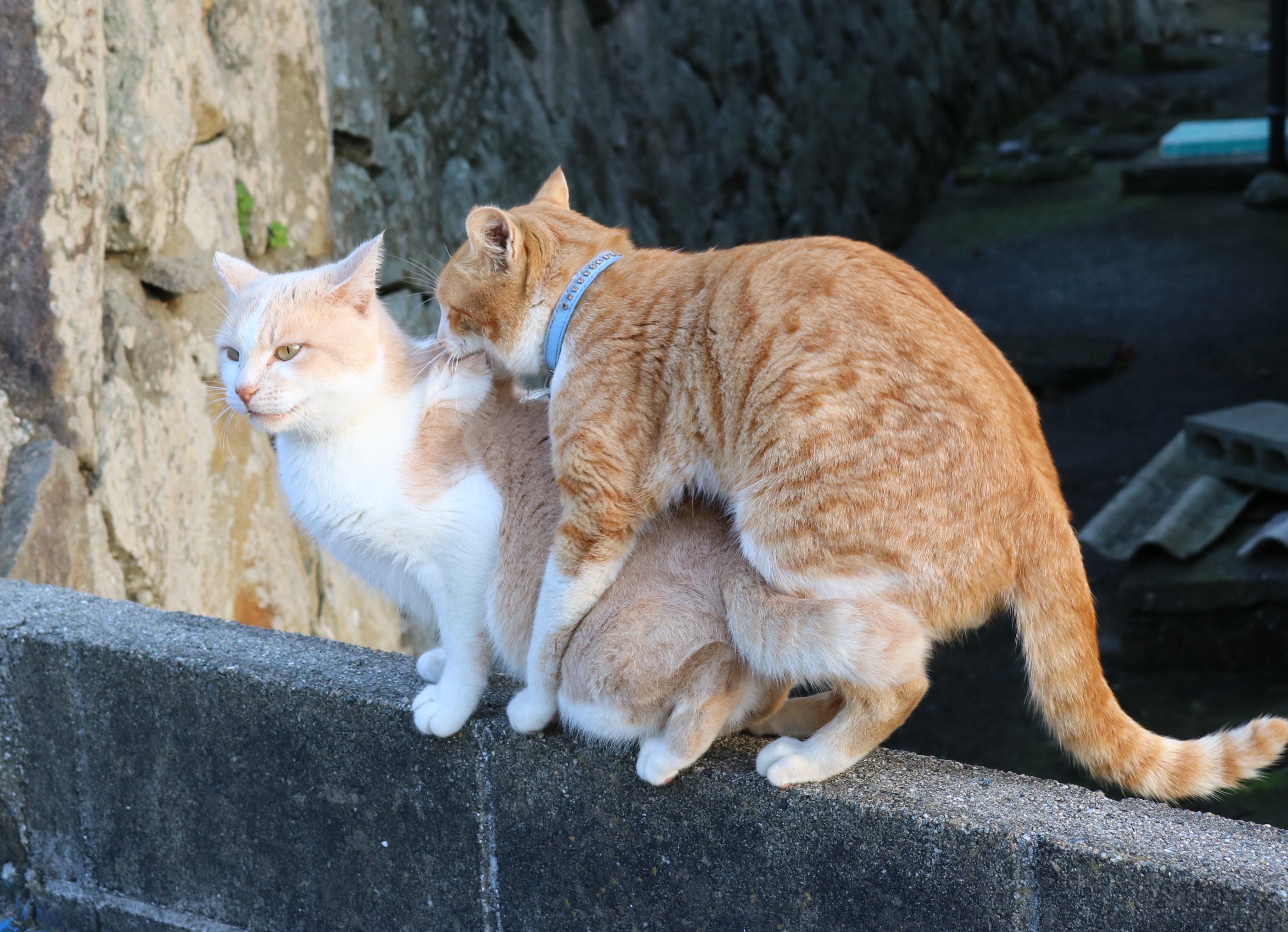 猫の島 青島 メス猫の避妊手術が進んだ 野生の猫の世界では メス猫に相手にされないオス猫 若い成猫 同士の 恋愛ごっこ を見かけるようになりました ダーウィンが来た 限られたメス猫にプロポーズできるオス猫は限られています T Co