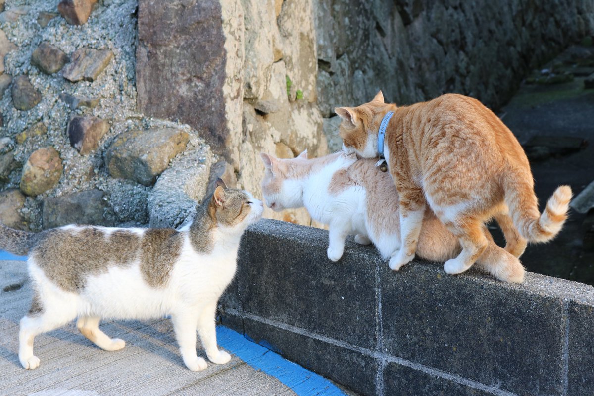 猫の島 青島 メス猫の避妊手術が進んだ 野生の猫の世界では メス猫に相手にされないオス猫 若い成猫 同士の 恋愛ごっこ を見かけるようになりました ダーウィンが来た 限られたメス猫にプロポーズできるオス猫は限られています