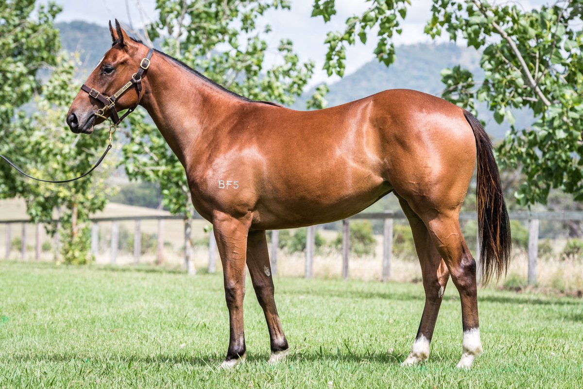 Berkeley Park Stud tweet media