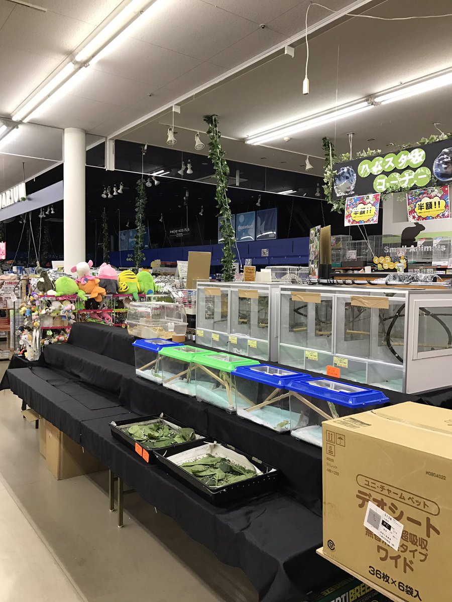 Candle Sericulturist Di Twitter Candle アミーゴ今治店 準備を終えて宿に向かいます W 明日は11時開店予定ですよ うわさのピグミーゴートも来てます ゝ 爬虫類 ピグミーゴート 即売会 愛媛県 Candle Sericulturist Di Twitter Candle アミーゴ今治店 準備を終えて宿に向かいます W 明日は11時開店予定ですよ うわさのピグミーゴートも来てます ゝ 爬虫類 ピグミーゴート 即売会 愛媛県