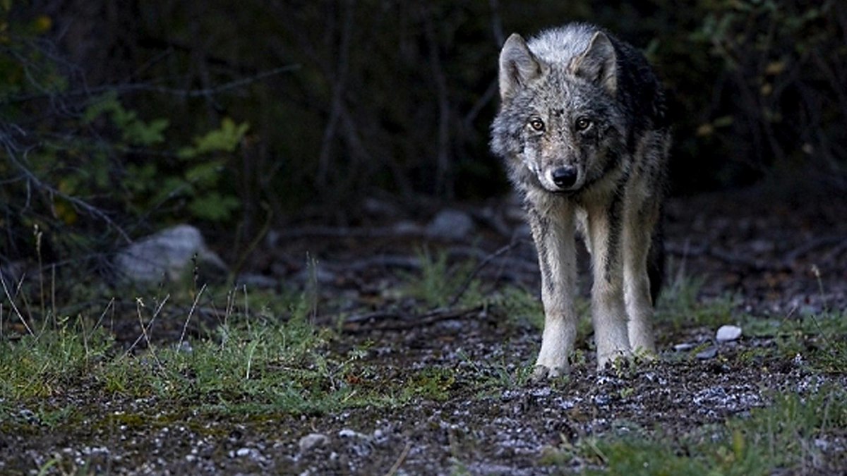 radiorottu's tweet photo. Augstbordregion: Jungwolf erlegt - Am Mittwoch ordnete der Kanton Wallis die Regulation des https://t.co/62CXjMgVBK https://t.co/oXnjTJx2JR