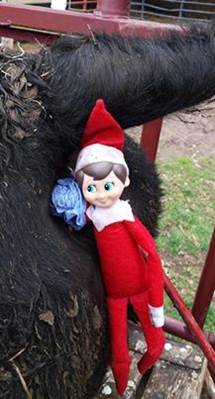 866GoToTom's tweet photo. GOOD MORNIN'.....
#ElfOnTheShelf      #PregTestingCows https://t.co/2KZ7NZzCjf