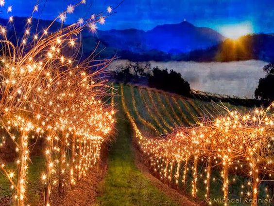 JMiquelWine's tweet photo. Forget the Trees for #Christmas...
We Want Illuminated VINES !!
ππ
βοΈπππ·
#Wine #WineLover #Wineoclock https://t.co/INAE9rtp9B