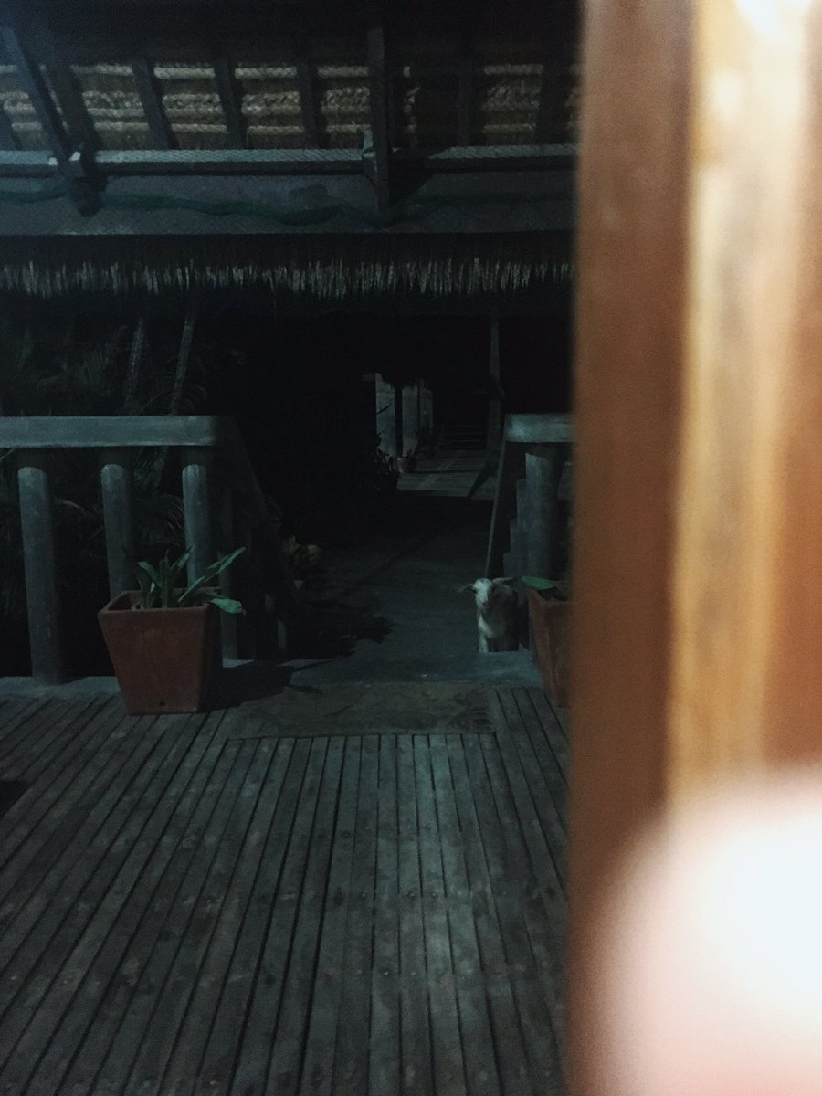 superjanella's tweet photo. I was peacefully lying down last night in a resort when I heard this creepy baby-like sound outside so I nervously opened the door and https://t.co/5rtiMVSXwr