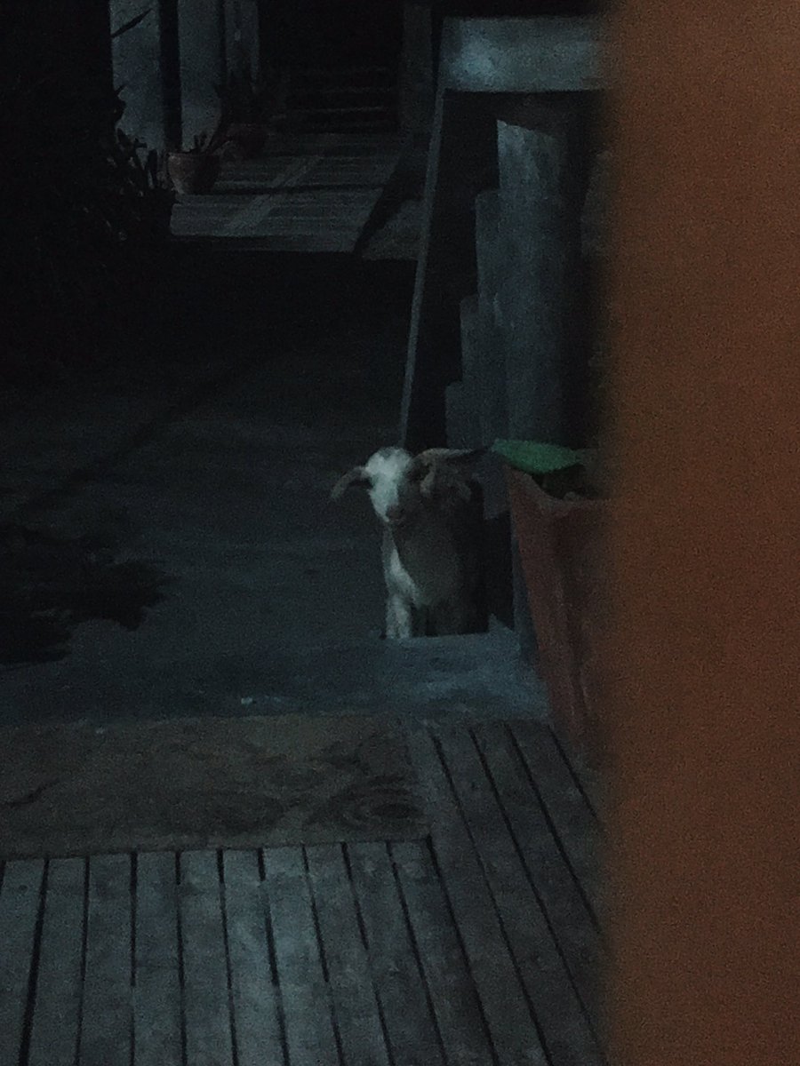 I was peacefully lying down last night in a resort when I heard this creepy baby-like sound outside so I nervously opened the door and