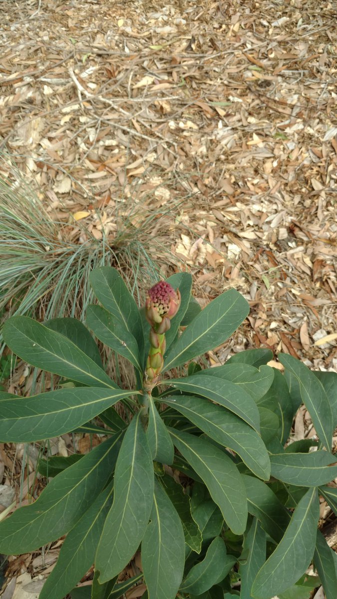 Mad_ab3's tweet photo. What a great start to the season our new native plants have had!Our Telopea are even forming buds #natives #Horticulture #sydney #telopea https://t.co/xWZ5NCnNQK