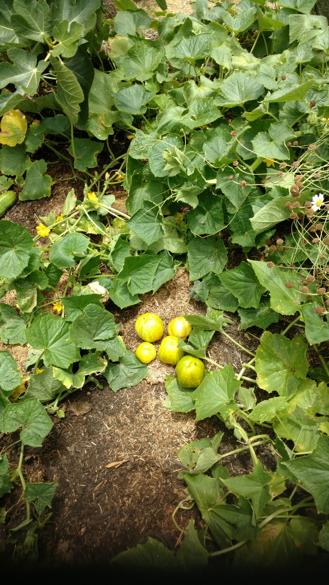 Mad_ab3's tweet photo. Harvesting our RadishBeetroot,Apple Cucumber and Cucumber Sweet and Striped from our Kitchen Garden.Soon we will have Figs ripening!#Garden https://t.co/HtcuJqGA4G