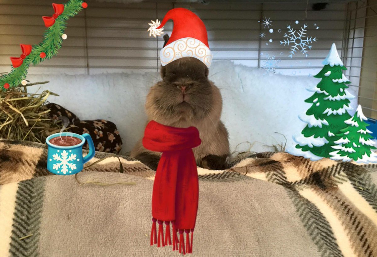 Lagolearn's tweet image. Day 22. Toby is all set! Not long to wait now little fella #adventcalendar #rabbit #lagolearn