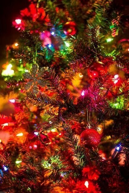 dajoriv1's tweet photo. HAPPY HOLIDAYS EVERYONE!🎅via @christmas_pics https://t.co/swtzws1rNz