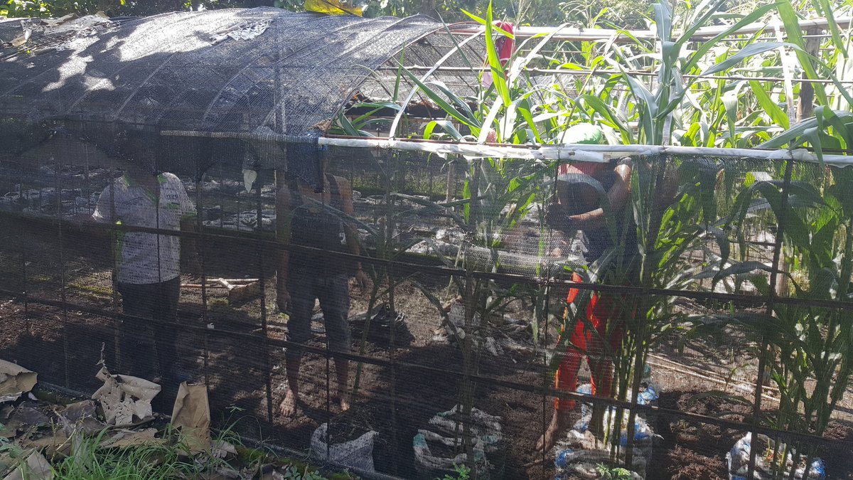 bwangiberkebun's tweet photo. Recovery kebun edukasi @DKP_BWI @banyuwangi_kab @IDberkebun https://t.co/wrGUNhAhlD