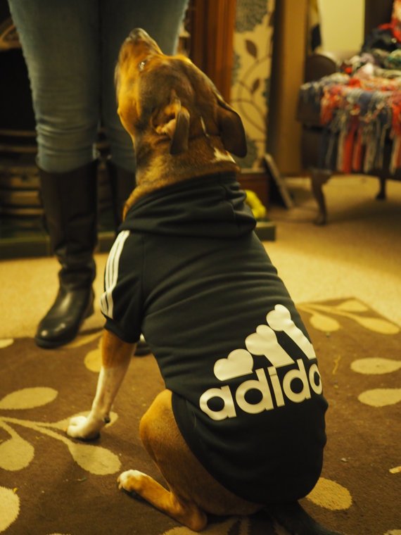 staffy hoodies for dogs