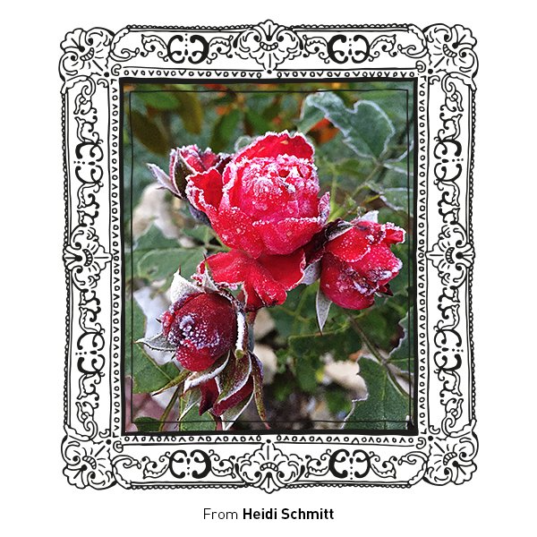 castlegalleries's tweet photo. Thank you to Heidi for this amazing #festiveframe! We will be posting them up until Boxing Day so keep checking for more entries! https://t.co/6v2IMfJ2HC