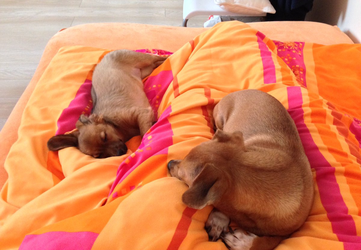 Paulina_Danil's tweet photo. Lying in bed with this two is so comfy 😂🐶🐾 #comfy #comfydogs #bossydogs https://t.co/BYPq38e61H
