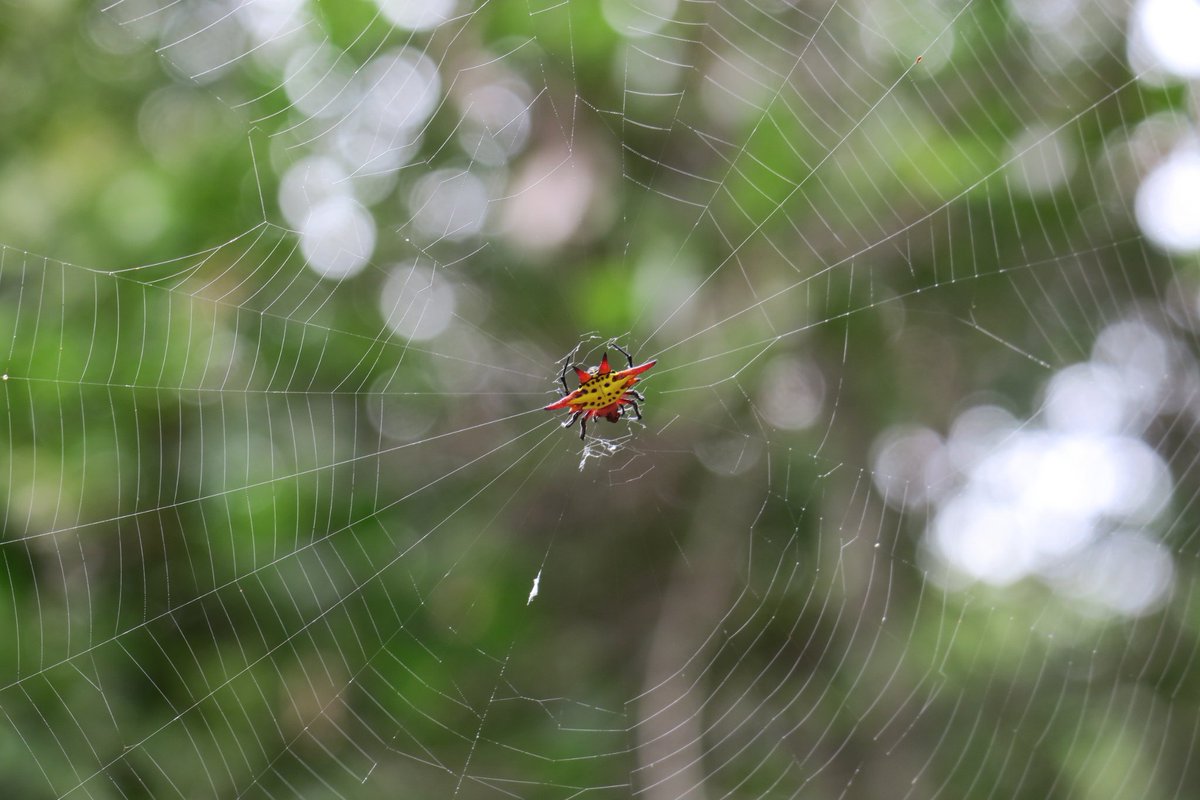 A3KitshoffBotha's tweet photo. Beautiful creatures in Manubi Forest, Mazeppa Bay #spider @CanonCNA #photography  #insects https://t.co/COrVetmth8