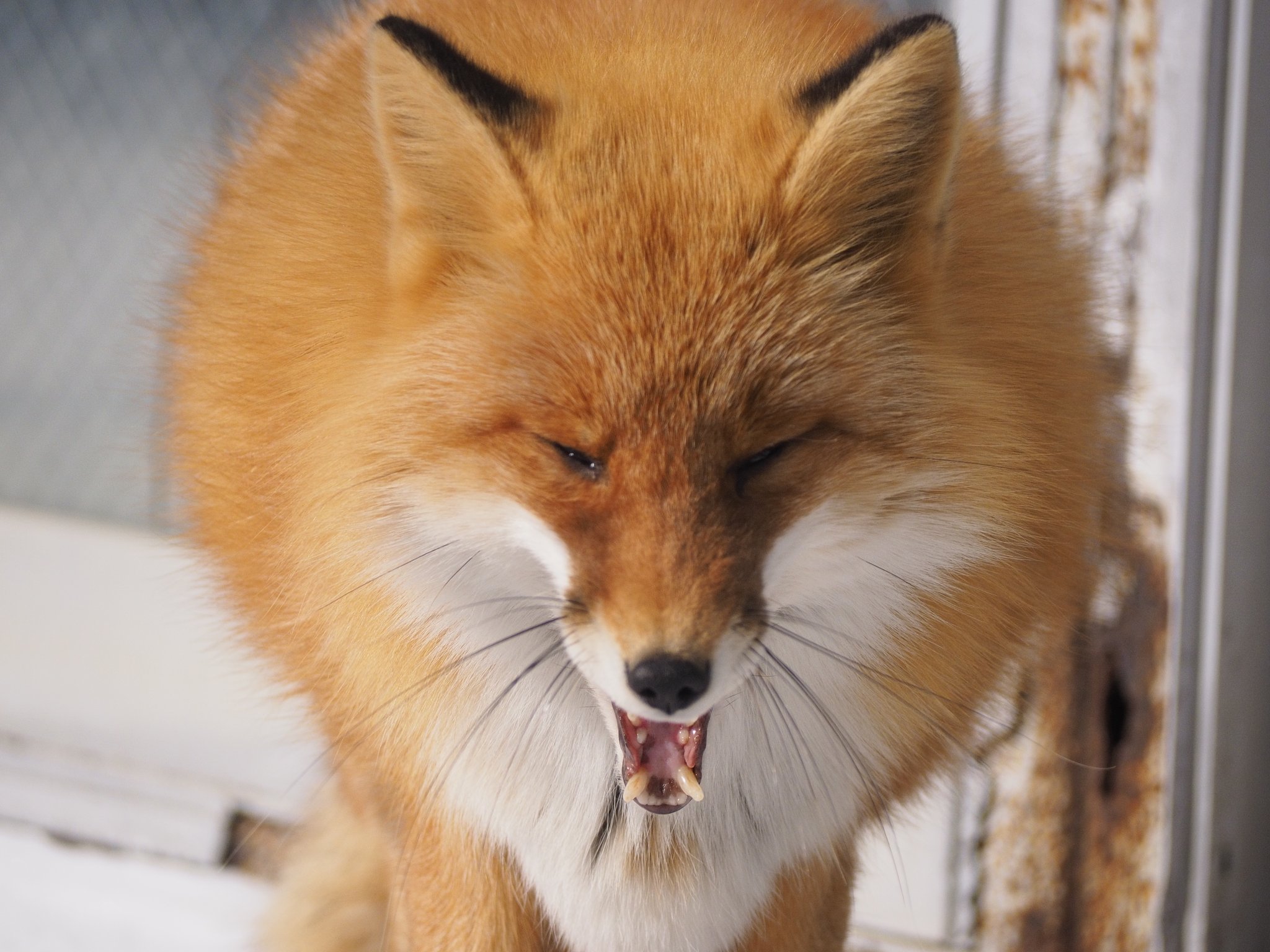 りう はい 久しぶりの狐さん かっこいいお顔 ファインダー越しの私の世界 Olympus 写真好きな人と繋がりたい 写真撮ってる人と繋がりたい キツネ キツネの可愛さを広めよう きつね T Co Ny9ieuyfdg Twitter