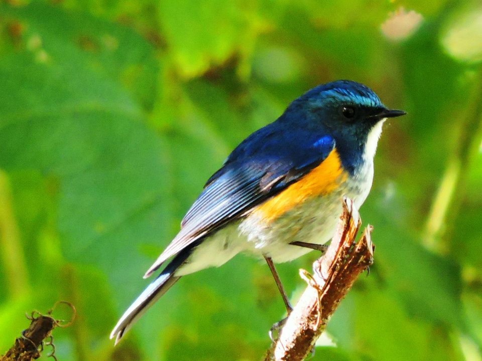 #HappyChristma to all my #Birding followers a taste of the #East being as it has been such a good year #Himalayan #RedFlankedBluetail