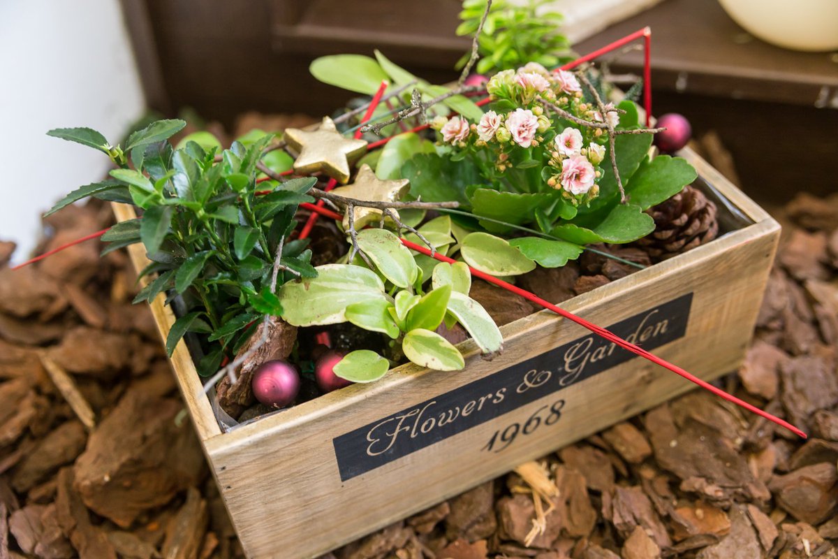 DecoflorToledo's tweet photo. En nuestra tienda podéis encontrar una gran variedad de elementos decorativos para crear el ambiente de tu Navidad.. #Navidad2016 #decoflor https://t.co/UvszmSKkVe