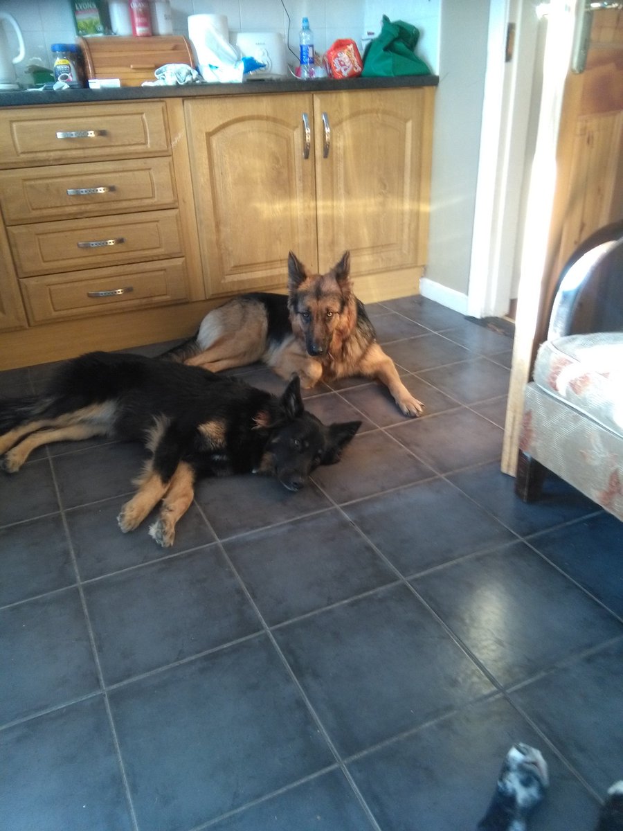 EgertonPat's tweet photo. @ShepherdsDaily my Shepherds https://t.co/oSn1Fr5oQh
