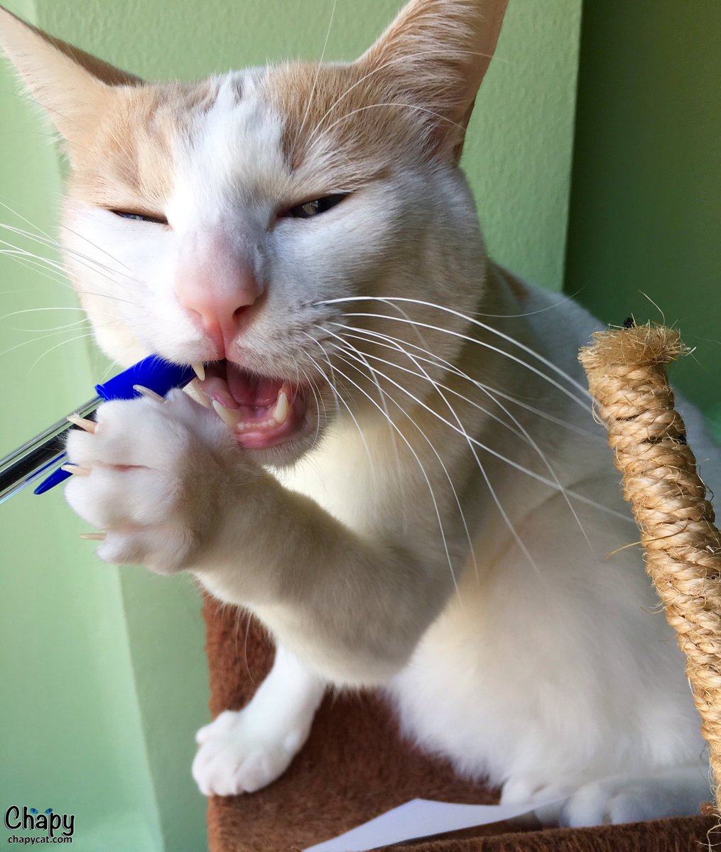 Chapy_cat's tweet photo. I need to write a letter to Santa Paws! π
π» #CatsOfTwitter #supportChapy https://t.co/lAGqrODRzo