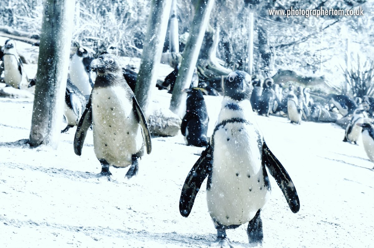 Breaking News!! @Coastalzoonews Penguins joining in the Festive Frolics @LivingCoasts on the <a href="/EnglishRiviera/">English Riviera</a> Merry Christmas #Snowguins