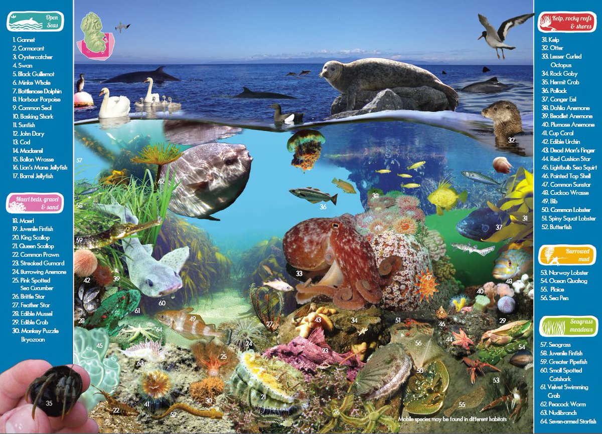 ArranCoast's tweet photo. Arran COAST's #ThursdayThought How about celebrating Scotland's amazing marine biodiversity today by sharing this poster #CommunitiesForMPAs https://t.co/ifkWWQQXL0