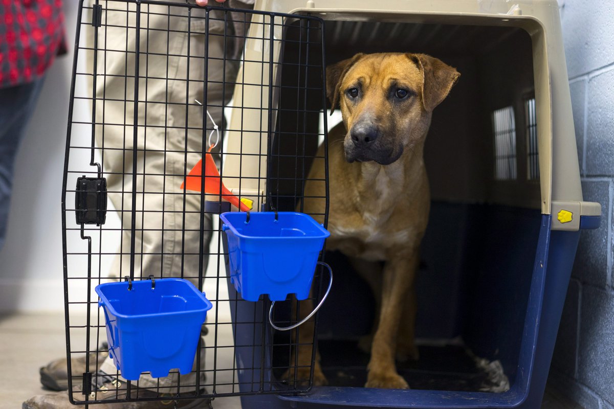 CP24's tweet photo. Adoption up, euthanasia down at animal shelters across Canada: report
https://t.co/fmpN9bczHQ https://t.co/WFhspRTc1k
