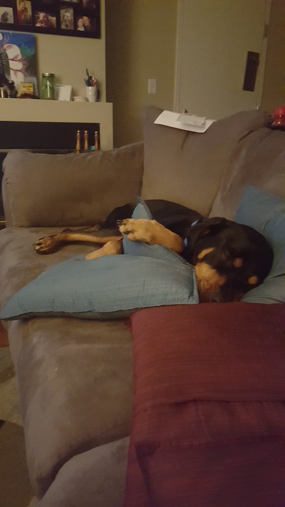 Catistrendy's tweet photo. Brandy is sleeping after a long day of running in the snow and playing tug of war! #luvsomecrowd #sponsored https://t.co/cYpIXBZLNP