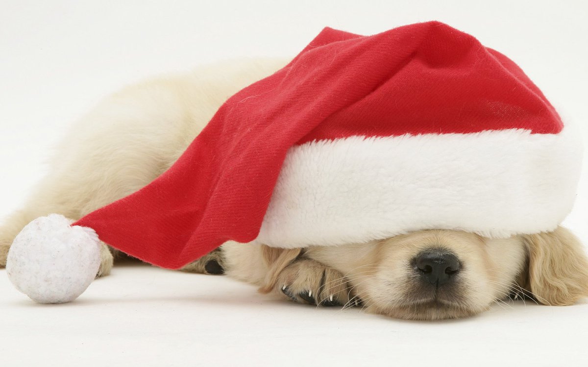 Hudson_BT's tweet photo. Warehouse closed now for Christmas till 3rd Jan. Office still open.
Merry Christmas to all our customers and their owners xxx https://t.co/RQ9P08b4ks