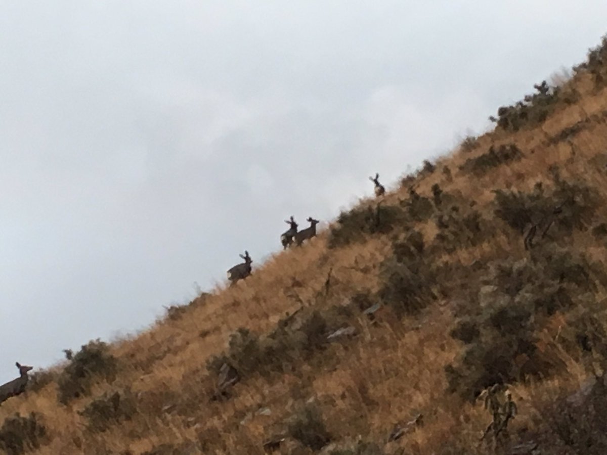 RealRobRobledo's tweet photo. We're Keeping our Heads in the Clouds and our feet on the Ground. That's how it feels when you run with GIANTS. #14Miles #NorthFranklin 
🐺🏔🌧 https://t.co/Z291Cv9ovk