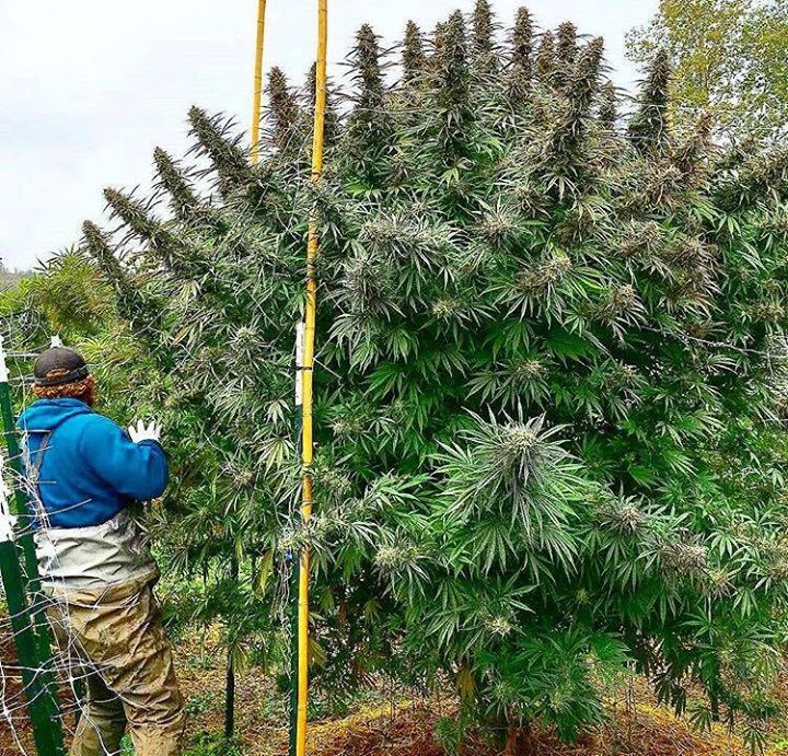 marijuanaDR's tweet photo. "You gotta fight....for your right....to GROW BUD!" (As sung by the Beastie Boys)
#Cannabis #GrowingBud #MedicalMarijuana https://t.co/1VthKqzrBB