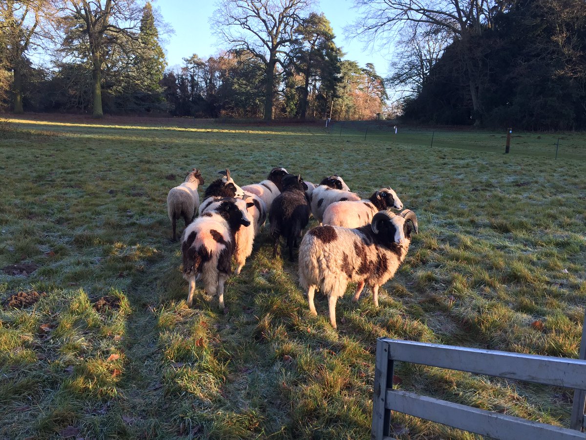 shepherdesskit's tweet photo. My morning in pictures #freshgrazing #sheep365 #jacobsheep #nowtonpark #blt #lunch https://t.co/NIQh0FXcJf