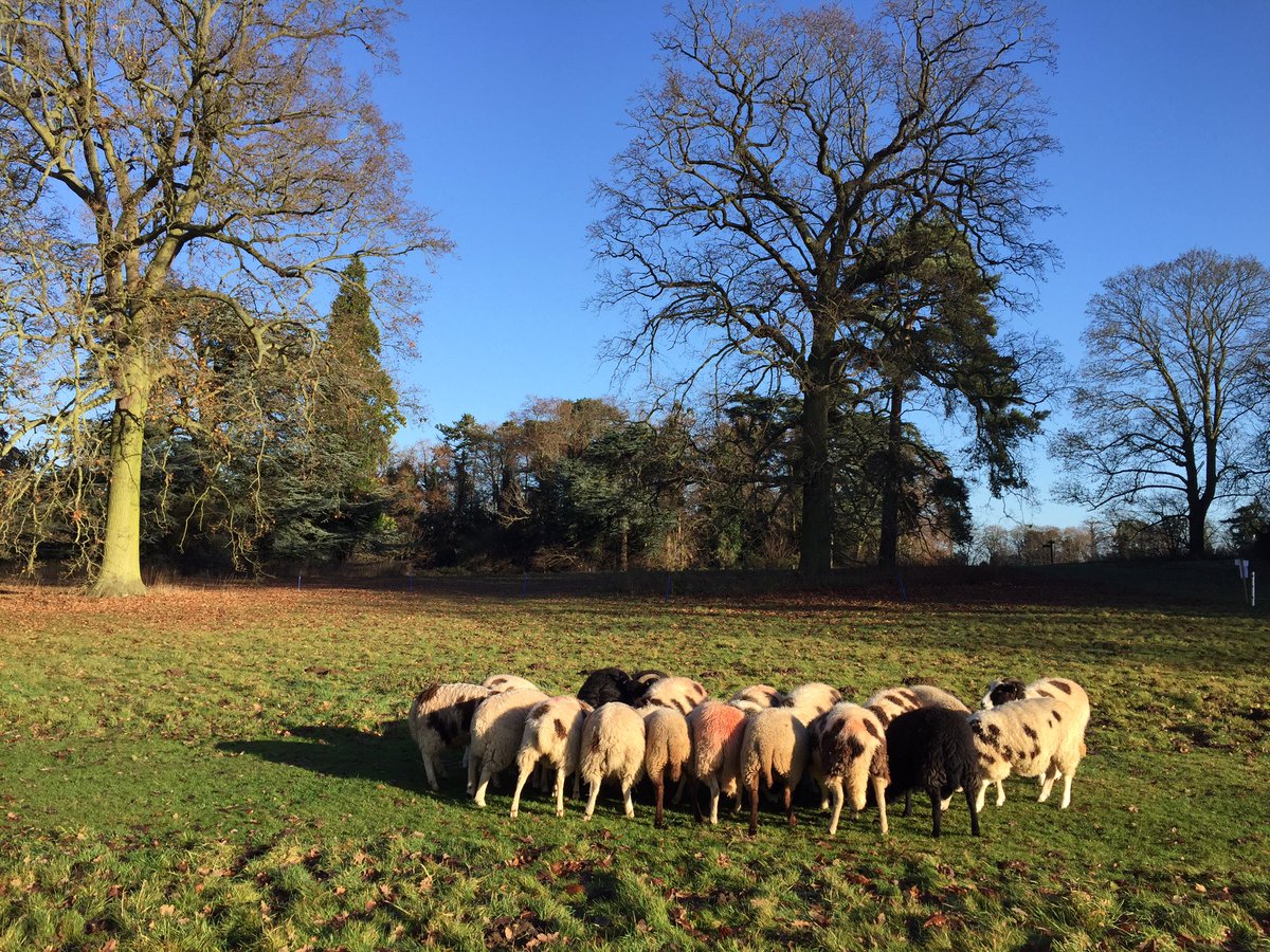 shepherdesskit's tweet photo. My morning in pictures #freshgrazing #sheep365 #jacobsheep #nowtonpark #blt #lunch https://t.co/NIQh0FXcJf
