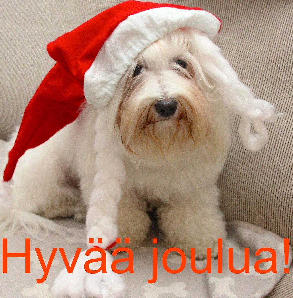 Tarja Omenainen (@omenainentarja) on Twitter photo 