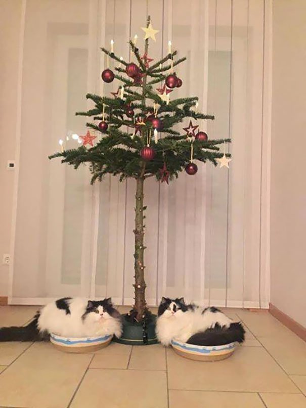 そこに木があるから クリスマスツリーのオーナメントになった猫 カラパイア 5pcsクリスマス木製の小さなリスト猫と犬の木製の小さなリスト クリスマスツリー Ciudaddelmaizslp Gob Mx