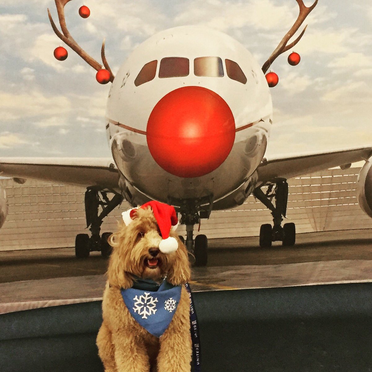 Living_Riveted's tweet photo. Stop by Dulles airport terminal C for some ruff love! United Air donates $1 to @Pet_Partners for every #UnitedPaws 
Thank U! https://t.co/9vFg0yJg5e