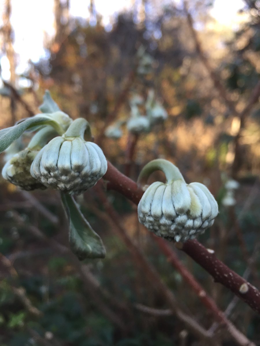 ApostropheGrdns's tweet photo. #edgeworthia flowering on the first day of winter #ncgrown https://t.co/0iFuGtvsUC