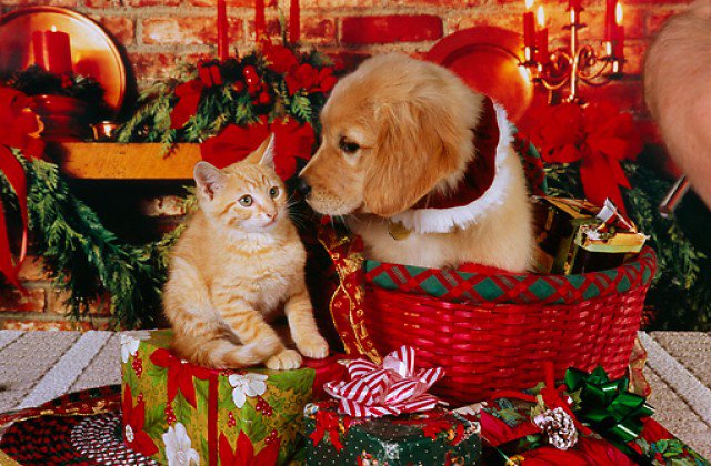 PetitAeronautic's tweet photo. Don't forget about the #furbabies this #Christmas Mine sure do love pulling treats out of their #stocking #ChristmasWeek #ChristmasIsComing https://t.co/vSqrGr4yX6