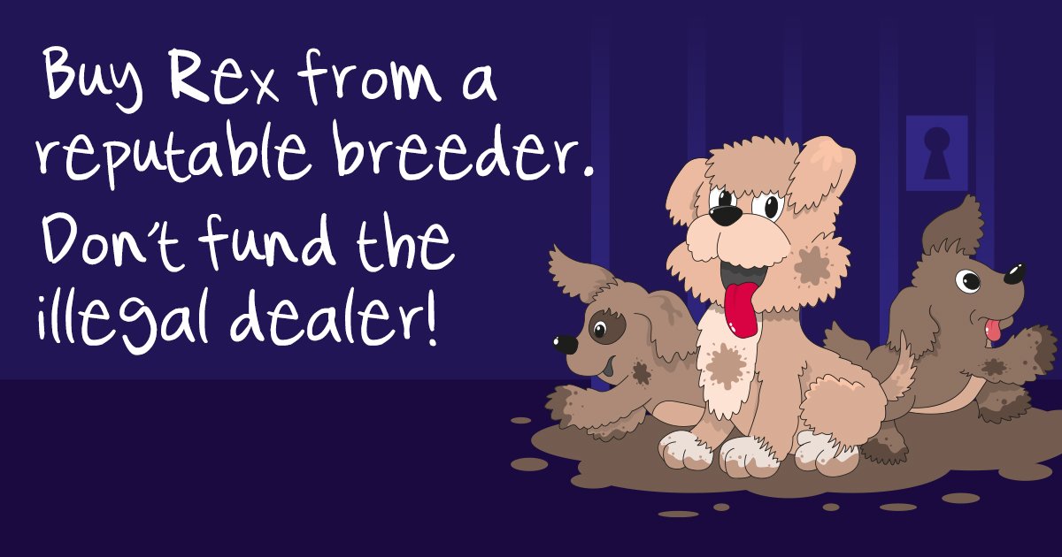 lincsts's tweet photo. Don't fund illegal dog dealers this Christmas. Always buy from a #reputablebreeder Puppy Farms are Illegal https://t.co/9P8hGSZhb0 https://t.co/d8PnEhusNX