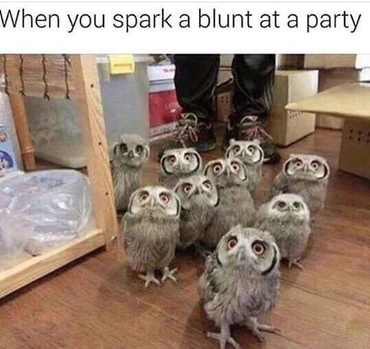 STONERxANIME's tweet photo. When you spark a blunt at a party👌🏼😂...... that or take out gum around people lol ~B
#party #itbelike #blunts #passtheblunt https://t.co/6bYOctb1EZ