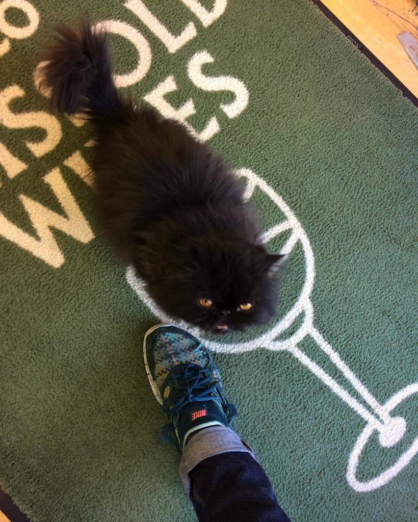 ldn_nash's tweet photo. #yascat #london #catsofig YAAAAAS https://t.co/gOXE8XNgFv