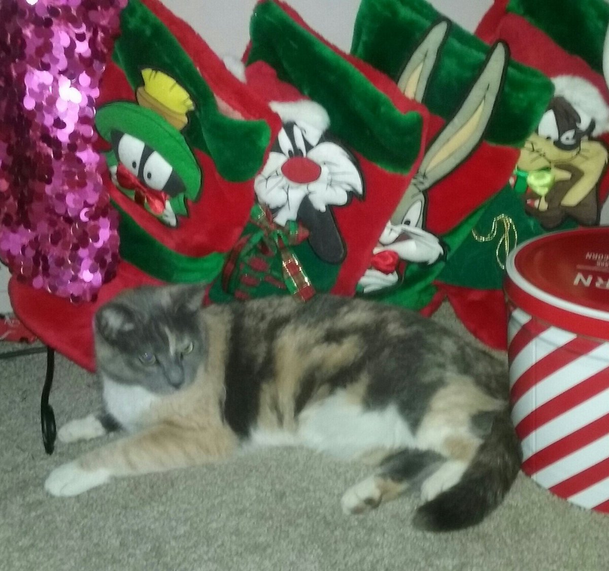 sharkypad's tweet photo. Fluffy by Stockings / "Nevermind the Chocolate / Santa bring Catnip!"
#haiku #CatsOfTwitter #cats #Christmas #pets #waitforchristmas #faith https://t.co/n48pPL1qfR