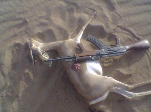 مقناص موريتانيا (@sao4455) on Twitter photo 